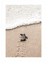 Küçük Kaplumbağa Poster - Giclée Baskı