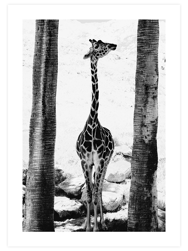 La Petite Girafe - Art Print Ürün ana görseli