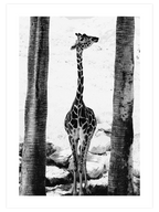 La Petite Girafe - Art Print