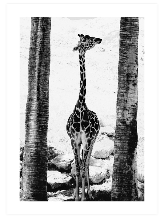 La Petite Girafe Poster - Giclée Baskı