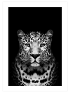 Leopar - Art Print