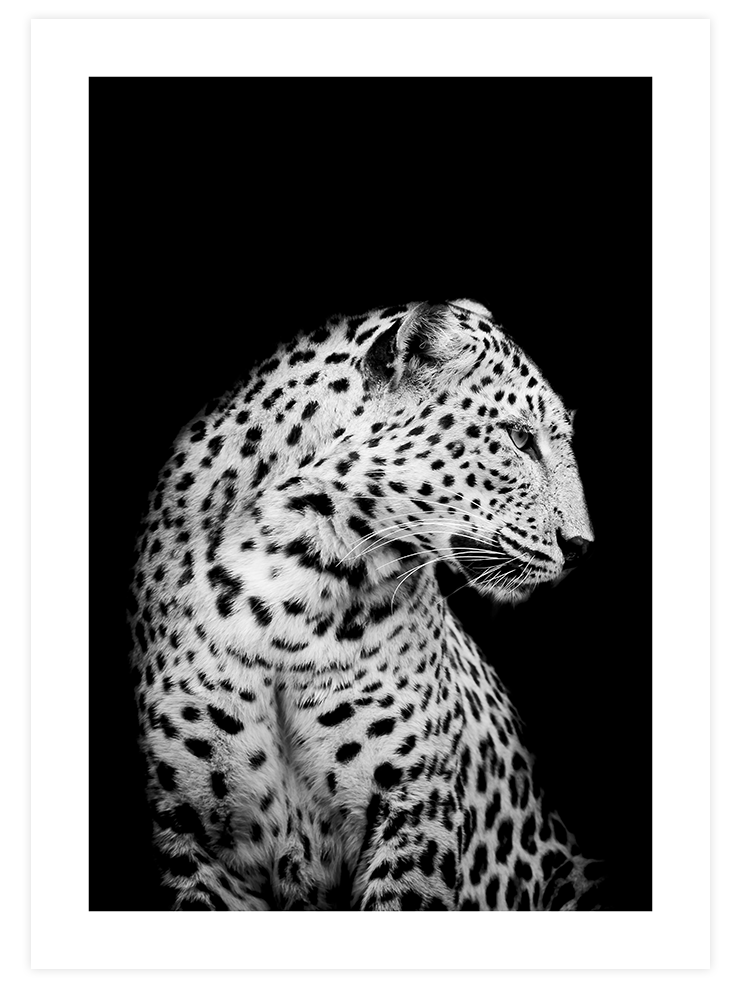 Leopar Profili - Art Print Fotoğraflar Poster
