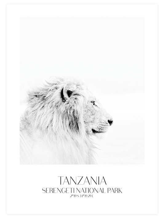 Lion D'afrique Poster - Giclée Baskı
