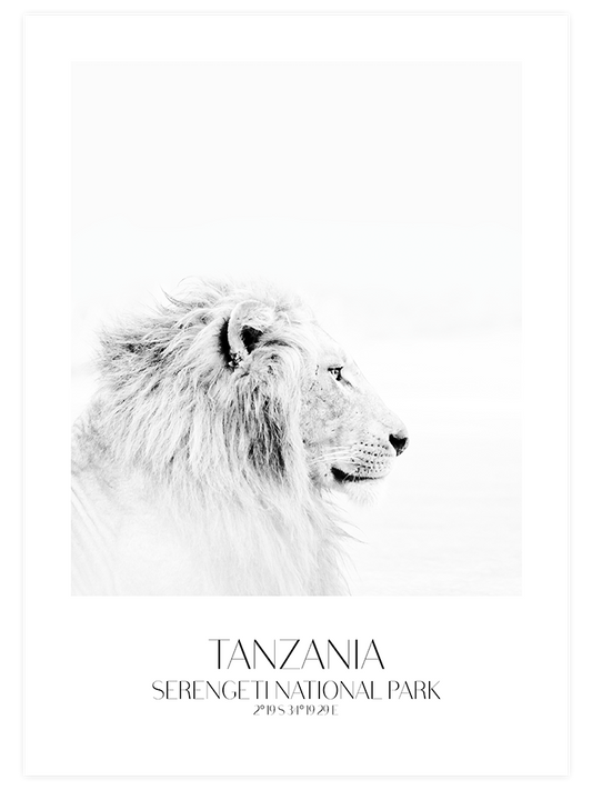 Lion D'afrique - Art Print