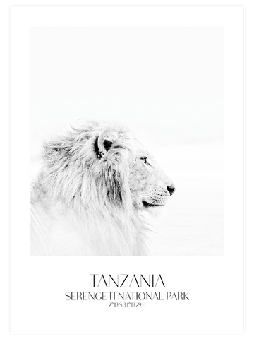 Lion D'afrique - Art Print