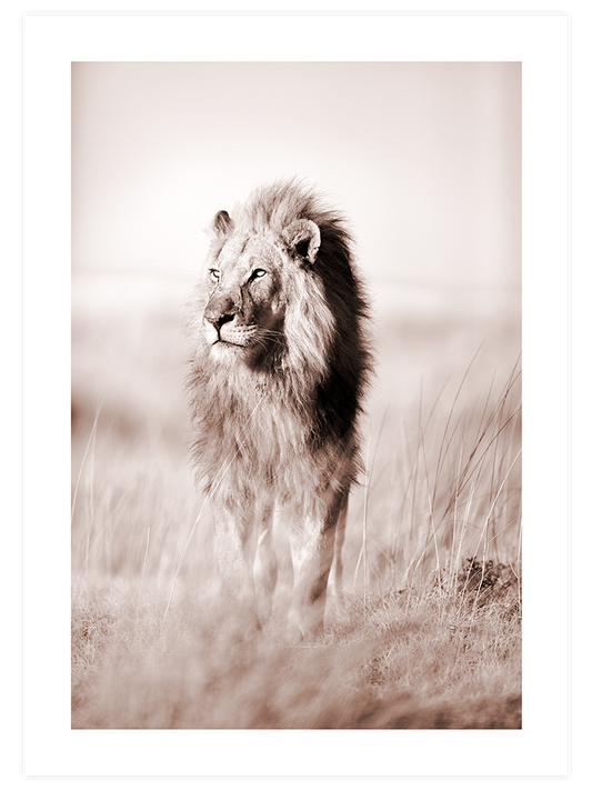 Lion Poster - Giclée Baskı