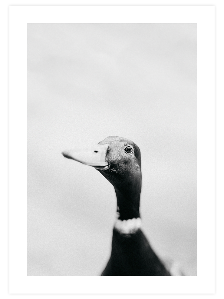 Lucky Duck - Art Print Ürün ana görseli