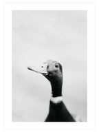 Lucky Duck - Art Print