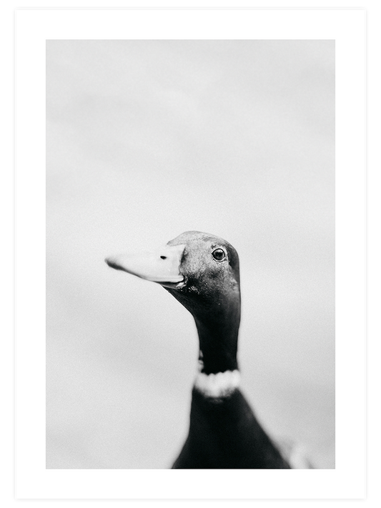 Lucky Duck Poster - Giclée Baskı