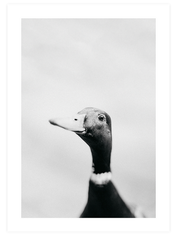 Lucky Duck - Art Print