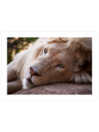 Mavi Gözlü Aslan - Art Print