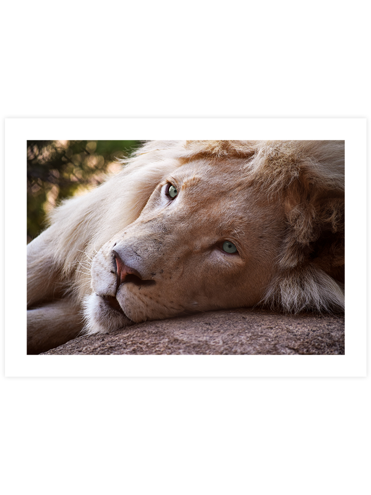 Mavi Gözlü Aslan - Art Print Fotoğraflar Poster