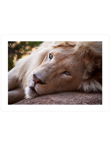 Mavi Gözlü Aslan - Art Print
