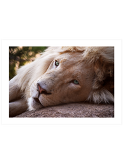 Mavi Gözlü Aslan - Fine Art Poster