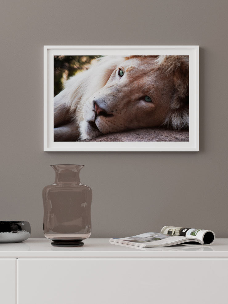 Mavi Gözlü Aslan - Art Print