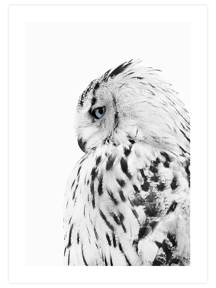 Mavi Gözlü Baykuş - Art Print Ürün ana görseli