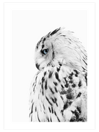 Mavi Gözlü Baykuş - Art Print