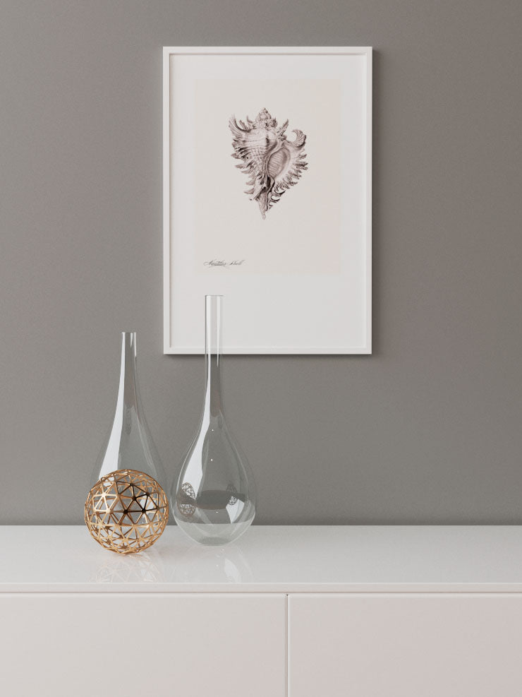 Deniz Kabuğu - Art Print Ürün ikincil görseli