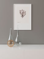 Deniz Kabuğu - Art Print