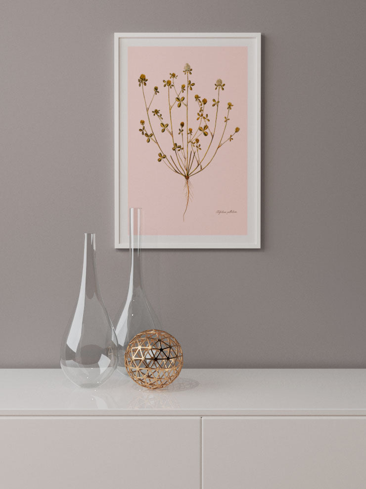 Trifolium Pallidum (Güzel Üçgül) - Art Print
