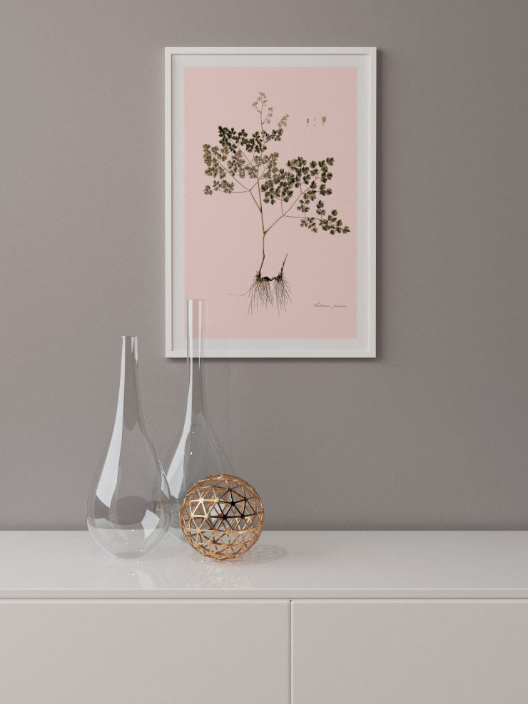 Thalictrum Foetidum (Çayırsedefi)- Art Print