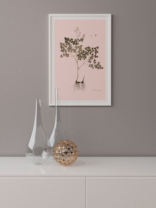 Thalictrum Foetidum (Çayırsedefi)Poster - Giclée Baskı