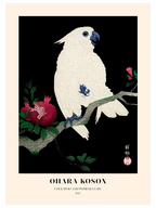 Ohara Koson Cockatoo and Pomegranate - Art Print