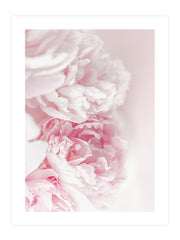 Rose Blooming Poster Seti