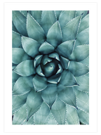 Aloe Vera N1 - Art Print