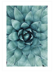 Aloe Vera N1 - Fine Art Poster