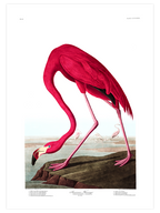 American Flamingo - Art Print