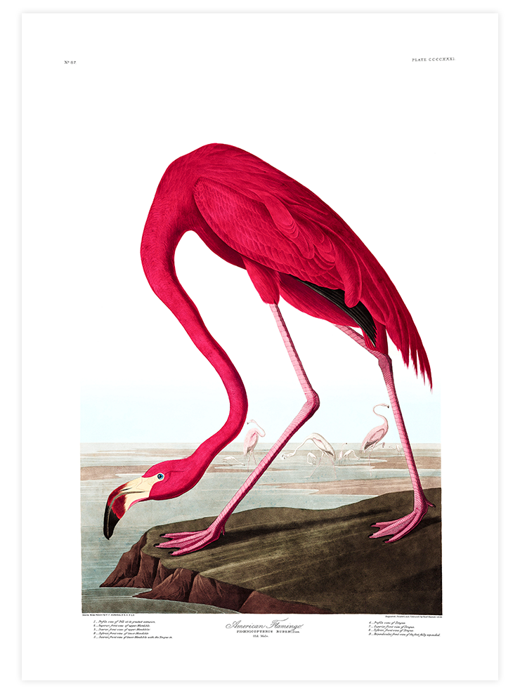 American Flamingo - Art Print