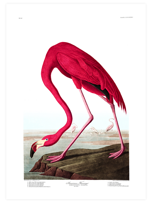 American Flamingo Poster - Giclée Baskı
