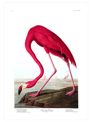 American Flamingo Poster - Giclée Baskı