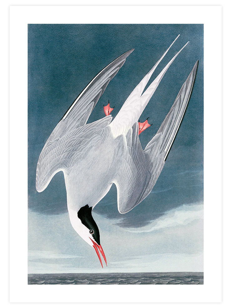 Arctic Tern - Art Print Ürün ana görseli