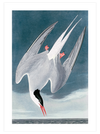 Arctic Tern - Art Print