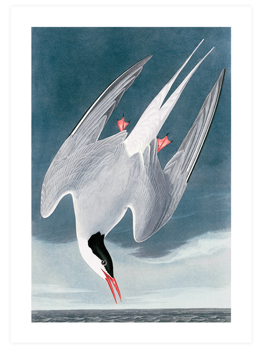 Arctic Tern - Art Print