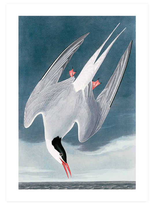 Arctic Tern Poster - Giclée Baskı