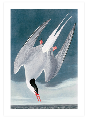 Arctic Tern - Art Print