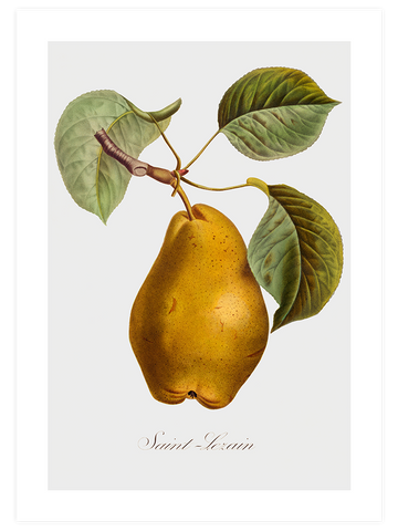 Vintage Fruits - Poster Seti Trio
