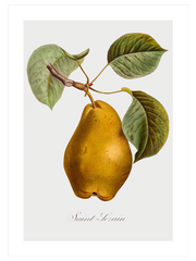 Vintage Fruits - Poster Seti Duo