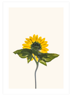 Ayçiçeği - Art Print