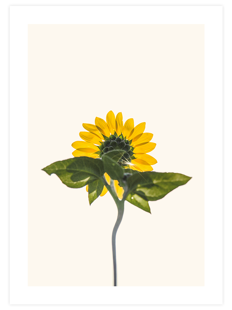 Ayçiçeği - Art Print Fotoğraflar Poster
