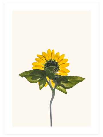 Ayçiçeği - Art Print