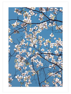 Badem Ağacı - Art Print