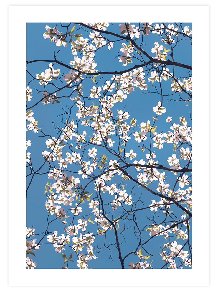 Badem Ağacı - Art Print Fotoğraflar Poster