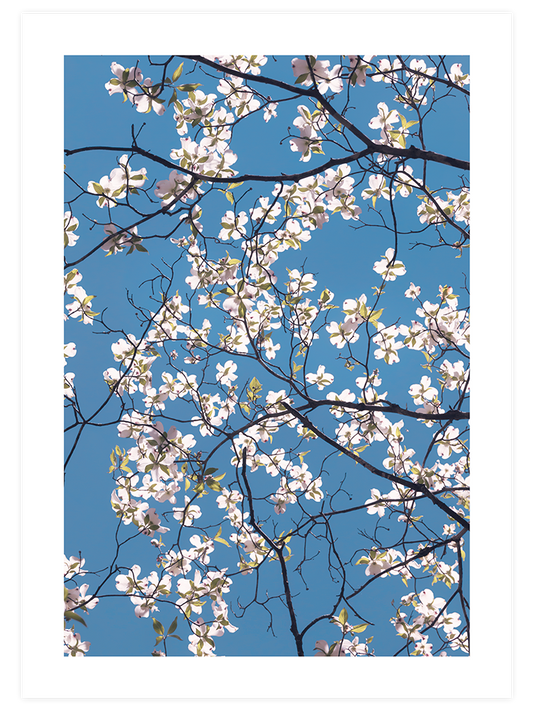 Badem Ağacı - Art Print