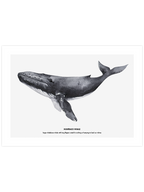 Balina N1 - Art Print