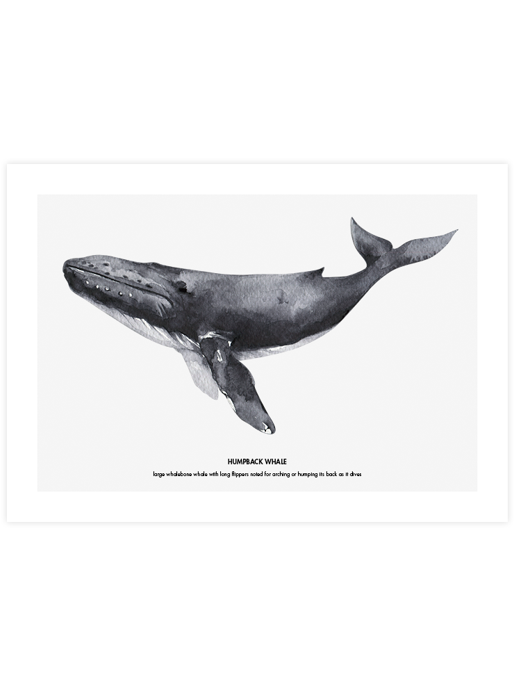 Balina N1 - Art Print