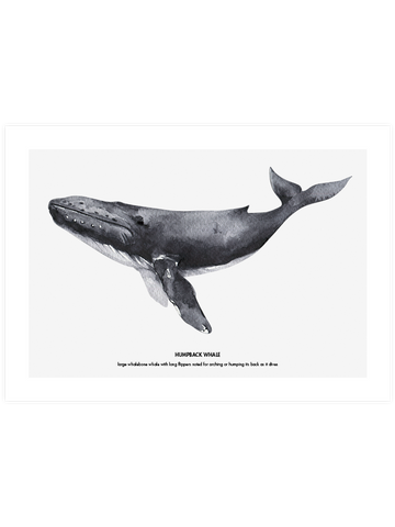 Balina N1 - Art Print